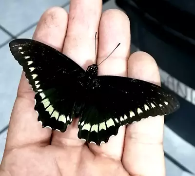 Papilio Battus Polydamas Male A1 Lot Of 2 Pieces • $1