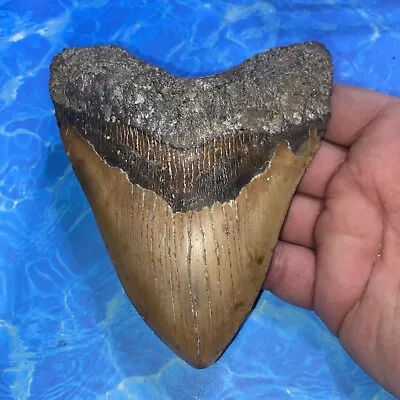 Megalodon Shark Tooth 5.66” Huge Teeth Meg Scuba Diver Direct Fossil Nc 2880 • $112.50