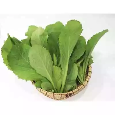 300+ Pcs Green Mustard Seeds HẠt CẢi BẸ Xanh   | High Germination | • $4.99