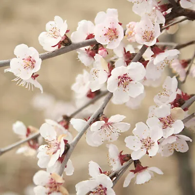 £34.99 • Buy Flowering Ornamental Cherry Tree Prunus 'Kojo No Mai' Standard 90cm Tall
