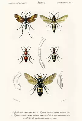 Spider Wasp (Pepsis Stellata) - Australian Wasp - Velvet Ant 1849 Insect Poster • $9.99