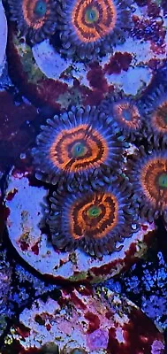 Gobstopper Zoanthid / Zoa / Zoas / Paly /Soft Coral / Frag 2 Polyp / Easy Begin • £15.50