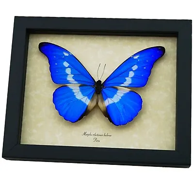 Morpho Rhetenor Helena Framed Blue Morpho Butterfly Taxidermy Display • $129.99