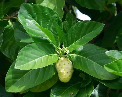 Morinda Citrifolia - Noni India Mulberry - 5 Seeds • $5.48