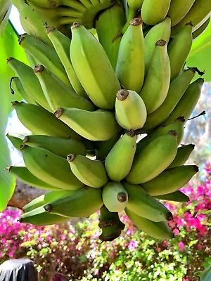 Banana 'Blue Java' Starter Plant (LIVE PLANT) • $24.99