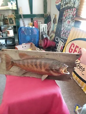 Vintage Real Skin Bass Taxidermy Wall Mount Cabin Man Cave Original Unique  • $120