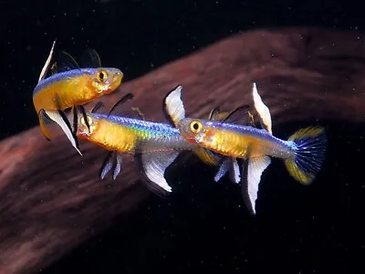 6 X Signifer Pacific Blue-Eye Rainbowfish Popondett Furcata TROPICAL FISH 1-2cm • £30
