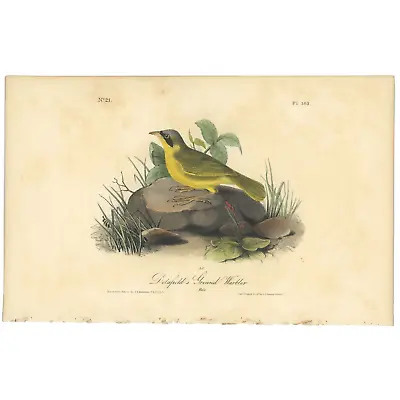 Audubon Birds Octavo 1st Ed 1840 H/c Lithograph Pl 103 Delafield's Ground - Warb • $74