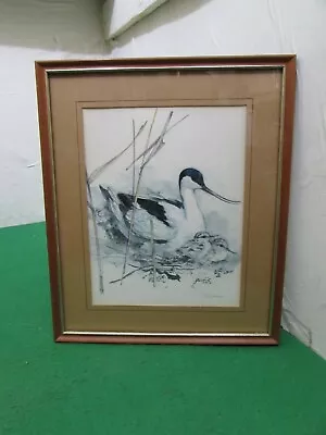 £14.95 • Buy Vintage Bird Print Of A Watercolour Painting By Mads Stage, Danish Artist