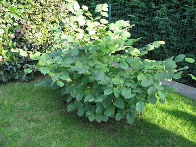 £24.99 • Buy Hazel Kent Cob Tree Corylus Kentish Cobnut, Multistemmed Hazelnut Bush