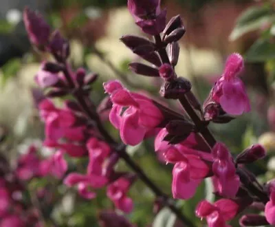 Salvia Mulberry Jam  - 3 X 4cm Plug Plants • £8.97