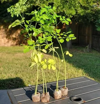 Moringa Plant With Free Moringa Seeds Malungay Shobanjana Marango Drumstick Tree • $199.99