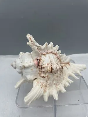 Murex Ramosus Seashell 6 ¼” Dramatic White Shell • $14.99