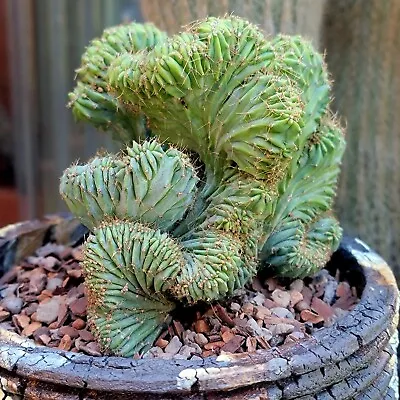 Myrtillocactus Geometrizans Cristata - Exact Specimen - Rare Cactus • $75