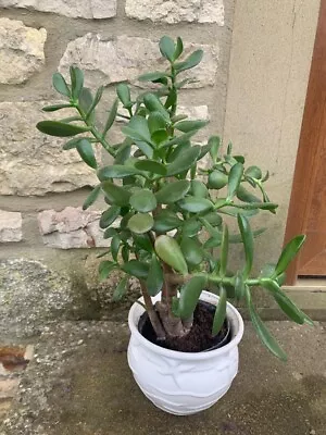 £39.99 • Buy Very Large Established Jade Money Tree House Plant - Crassula Ovata