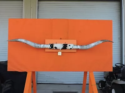 MOUNTED STEER BULL HORNS 7' 9  Tip To Tip #891 COW BULL HORN LONGHORN • $740