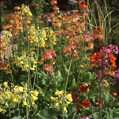 £0.99 • Buy Primula Candelabra Rainbows -100 Seeds - Hardy Perennial Flower