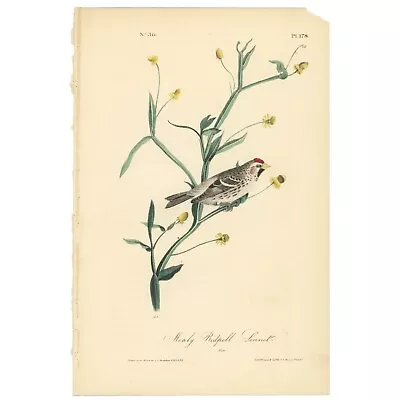 Audubon Birds Octavo 1st Ed 1840 H/c Lithograph Pl 178 Mealy Redpoll Linnet • $89