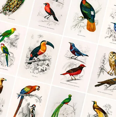 £1.99 • Buy Vintage Birds Prints - Animal Posters - A4 A3 A2 - Antique Home Decor - Wall Art