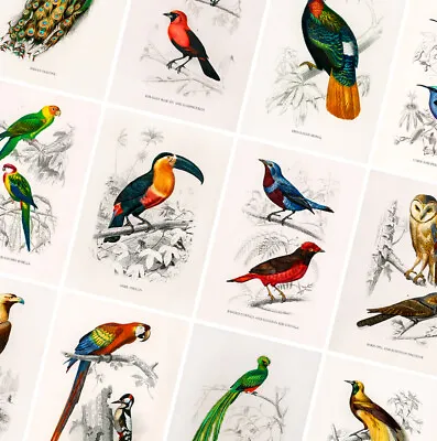 Vintage Birds Prints - Animal Posters - A4 A3 A2 - Antique Home Decor - Wall Art • £1.99