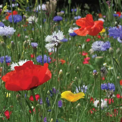 Cornfield Cottage Garden Mix Seeds UK Native Annual Meadow Wildflowers No Grass • £3.29