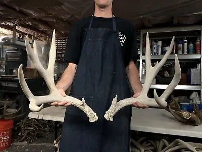 Huge 174-175” Mule Deer Set Antlers Sheds Horns Elk Moose Rack • $250