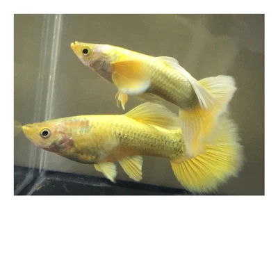 $28 • Buy 1 Trio Live Guppy Fish -Full Gold - High Quality