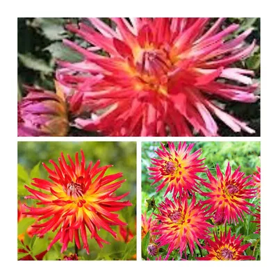 Dahlia Semi Cactus Bora Bora Tubers X 1  Pink-Red Tips And A Warm Yellow Centres • £8.95