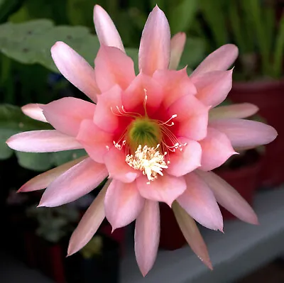 1 Agatha Epiphyllum Orchid Cactus Cutting 8-10 Inches Long • $16