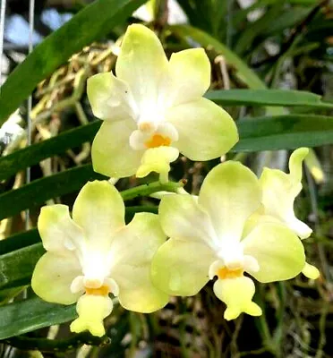 Vanda Thongtong Classic Fce.  Rayna's Green With Envy Orchid Plant • $23.50