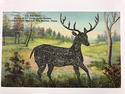 Vintage 1954 Deer San Antonio Texas Post Card • $3.99