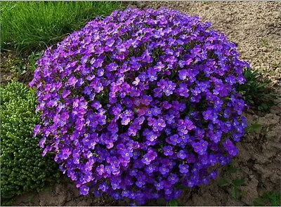 £6.98 • Buy Aubretia Royal Violet (600 Seeds) Perennial 
