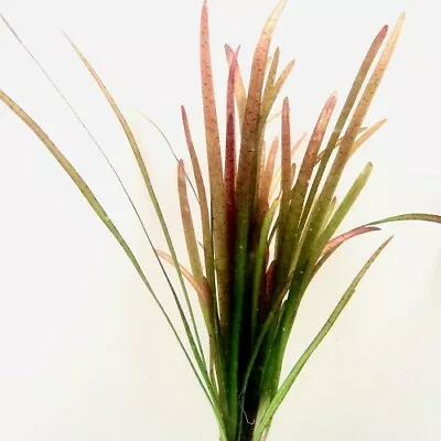 1x POT Vallisneria Spiralis Red ** Aquarium Plant ** EU Grown ** Shrimp Safe • £6.49