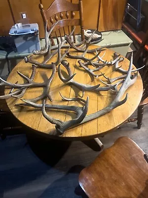 Elk Whitetail And Mule Deer Shed Antlers 2024 Oregon Grown  • $202.50