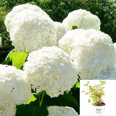 £27.99 • Buy Tree Hydrangea 'Incrediball' Strong Annabelle Plant In 3L Pot UK Climate