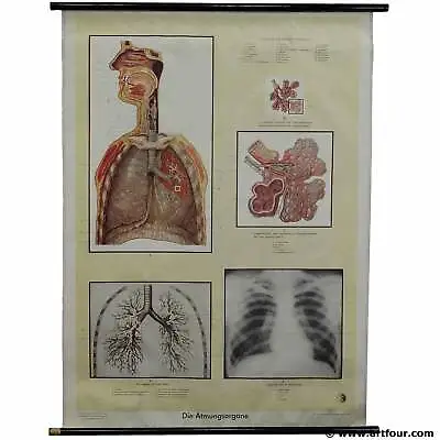 Vintage Rollable Anatomical Chart Respiratory Organ Waiting Room Medical Office • $200.99