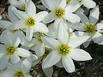 Rain Lily Zephyranthes Candida Major Wide Cup-shape Petals 2 Bulbs Habranthus • $18