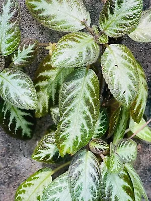 Episcia Cupreata Flame Violet House Plant Green Leaves And Rose Flowers • $12.55