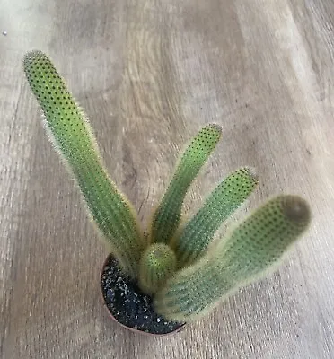 Hildewintera Cleistocactus  Aureispina | Cactus Rare Plant | Rat Tail Golden • £13.45