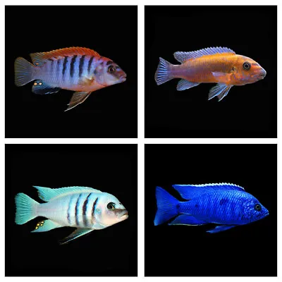 Randomly Selected Malawi Cichlids | Male & Female | Lake Malawi Cichlids • £18.98