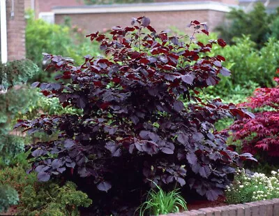 £22.99 • Buy Potted Purple Hazel. Corylus 'Rode Zellernoot' Purple Foliage Shrub & Hazel Nuts