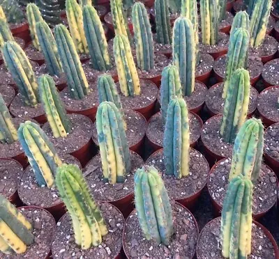 9-11cm 1PCS Cactus Live Plant T.P Variegated Beautiful Cactus Rare Garden Cactus • $24.68