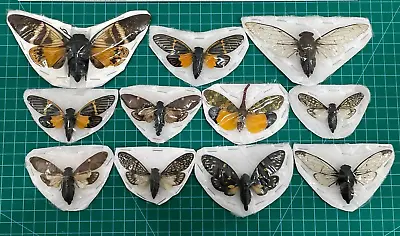 10 Cicada Beetle Real Insect Preserved Taxidermy Butterflies Dried Insect • $29