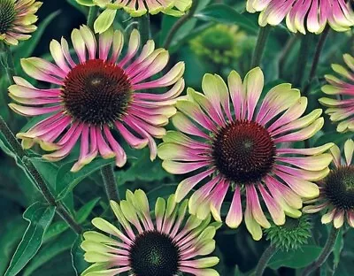 Ex410 ECHINACEA 'GREEN TWISTER' X10 Seeds LEMON GREEN TO CARMINE-RED CENTER • $5.50