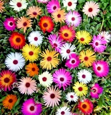 Flower - Mesembryanthemum Harlequin - Appx 500 Seeds - Livingstone Daisy • £1.09
