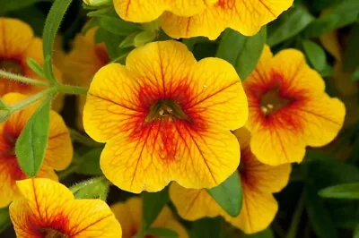 ×6 Petunia Calibrachoa Sunrise Million Bells Hanging Basket Garden Plug Plants • £7.99