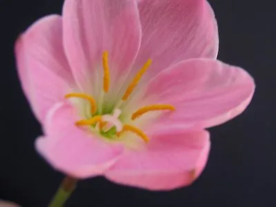 Rain Lily Zephyranthes Libra 2 Bulbs NEW RARE Habranthus • $18