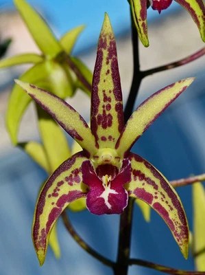 $10 • Buy Orchid -Dendrobium Starsheen 'Botanic Fireworks' X Victorian Regency 'Sunshine'