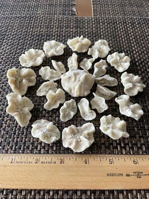 $13.99 • Buy Dried Brain CORALS Fossil Beach Ocean Sea Reef Fish Tank Aquarium Decoration