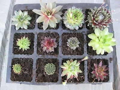 5 X Assorted Variety Sempervivum Hardy Plants For Terrariums Fairy Gardens • £6